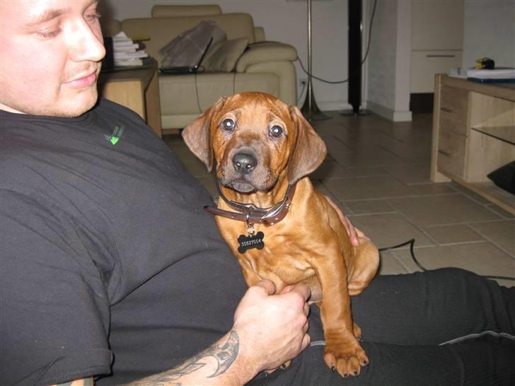 Rhodesian ridgeback Charlie - Så kom jeg endelig hjem til min nye mor og far d 29/1  billede 6