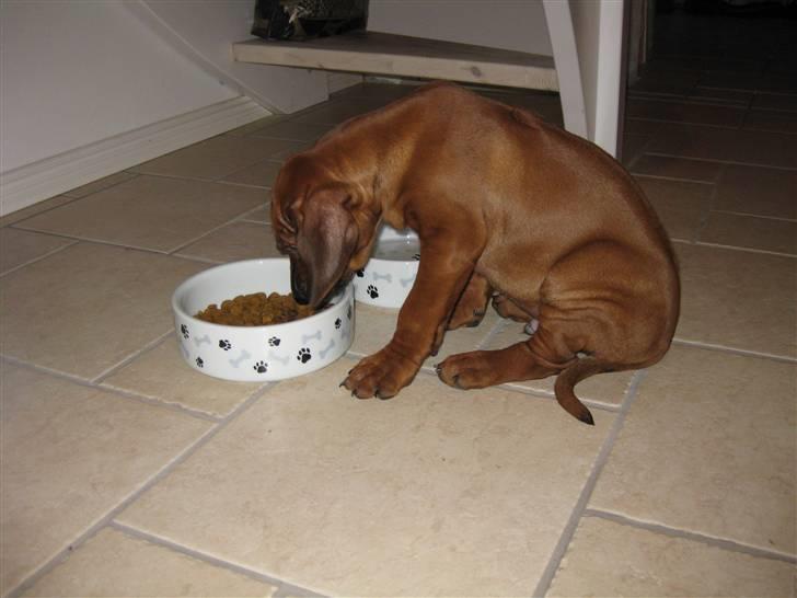 Rhodesian ridgeback Charlie - hvorfor stå når man kan sidde.... billede 7