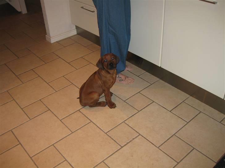 Rhodesian ridgeback Charlie - Ja jeg har jo luret hvor maden kommer fra! billede 8
