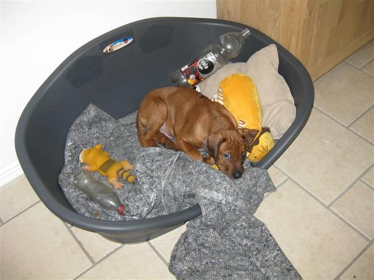 Rhodesian ridgeback Charlie - Det er dejligt at putte i min kasse med mit ynglings legetøj løven... billede 9