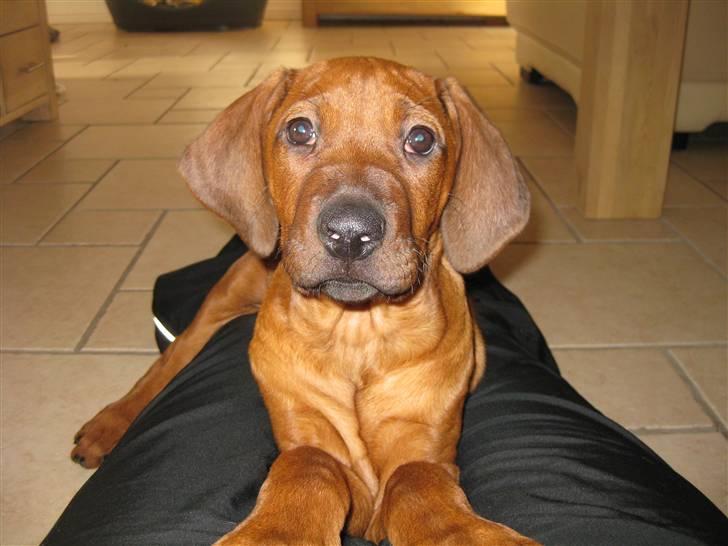 Rhodesian ridgeback Charlie - men hvis jeg kan putte sammen med (ovenpå) mor eller far på gulvet er det super! billede 10
