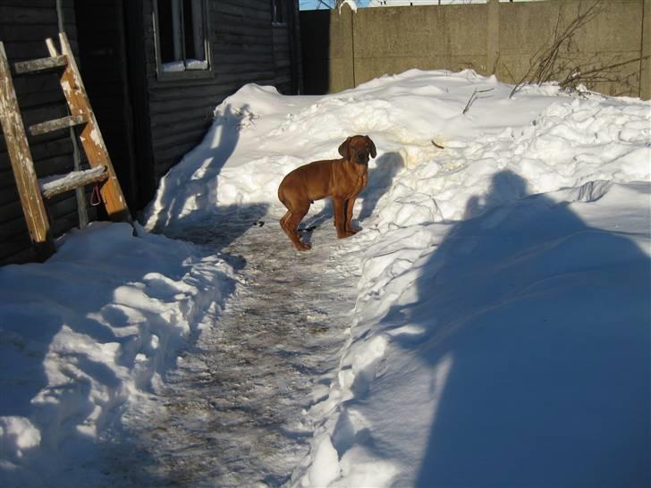 Rhodesian ridgeback Charlie - nu er jeg 10 uger gammel og jeg er ved at blive til en rigtig flot fyr billede 11