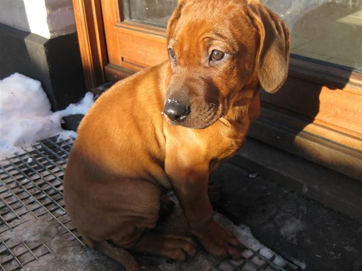 Rhodesian ridgeback Charlie - Tænker: bare hun dog ville stoppe med alle de billeder og lukke mig ind!! billede 12