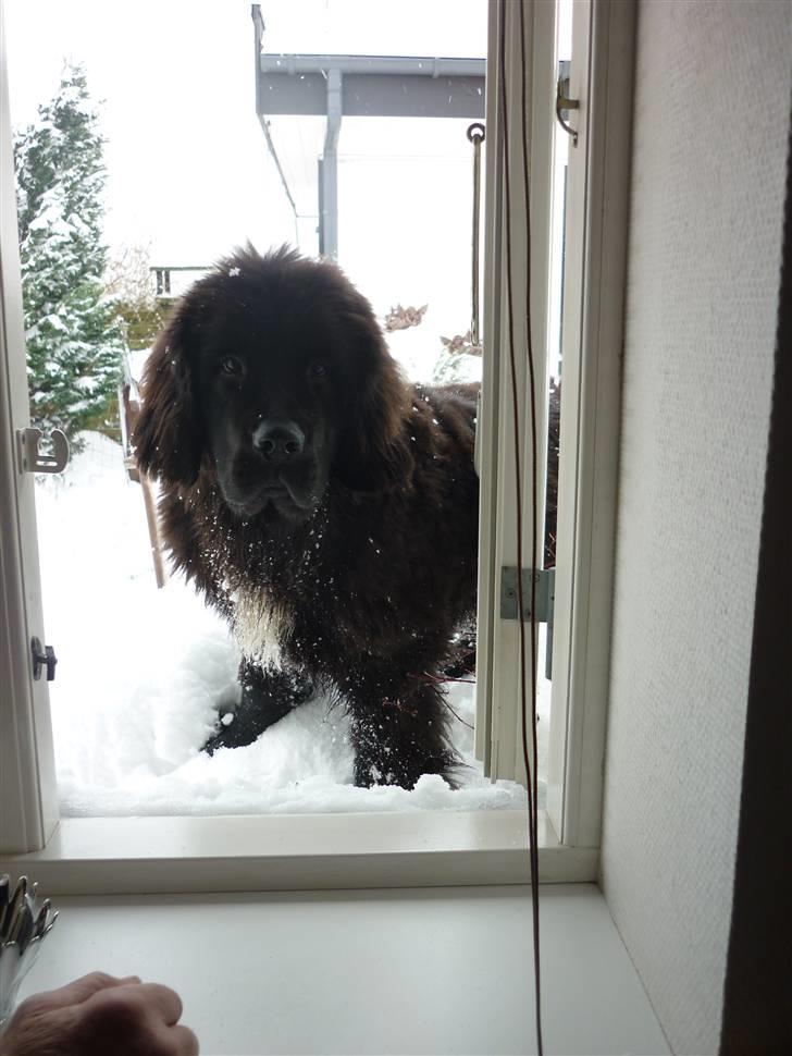 Newfoundlænder Carla  - Når de lukker døren så må man jo tage vinduet billede 15