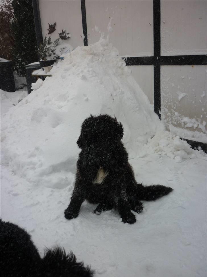 Newfoundlænder Carla  - Hvor allesammes Super Carla  billede 16