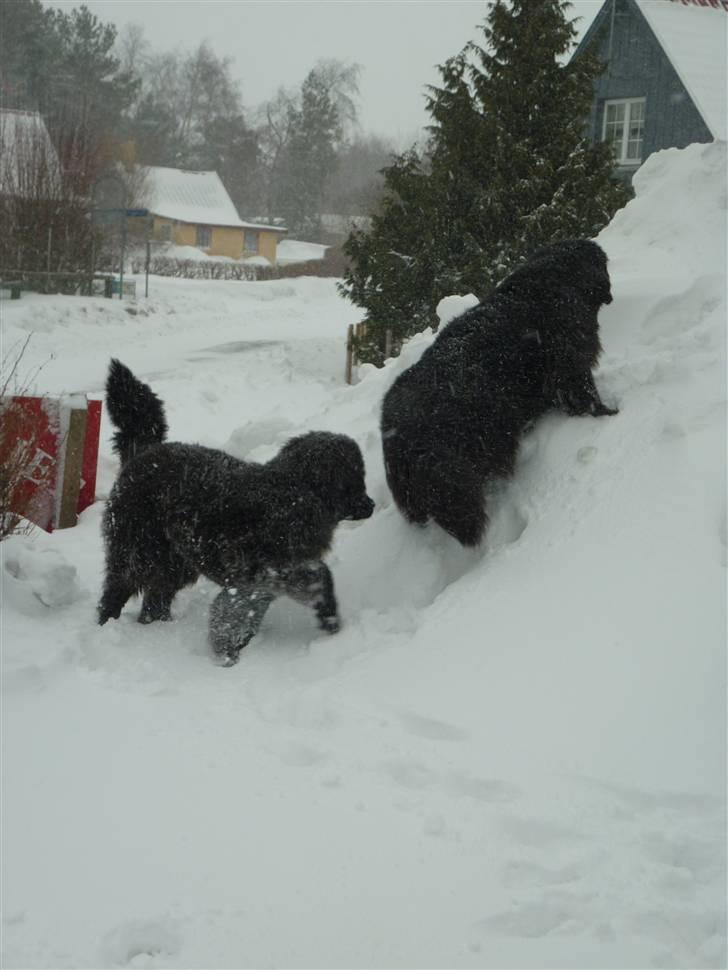 Newfoundlænder Carla  - Det er vejr de to kan bruge billede 17