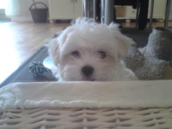 Malteser Molly billede 1