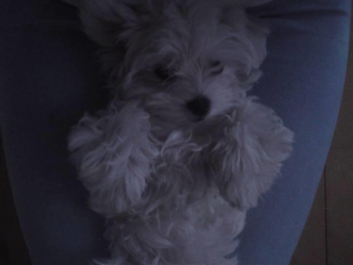 Malteser Molly billede 2