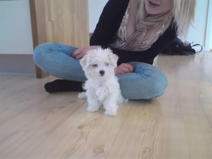 Malteser Molly billede 3