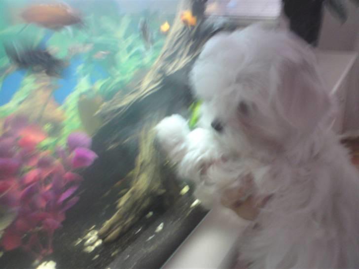 Malteser Molly billede 4