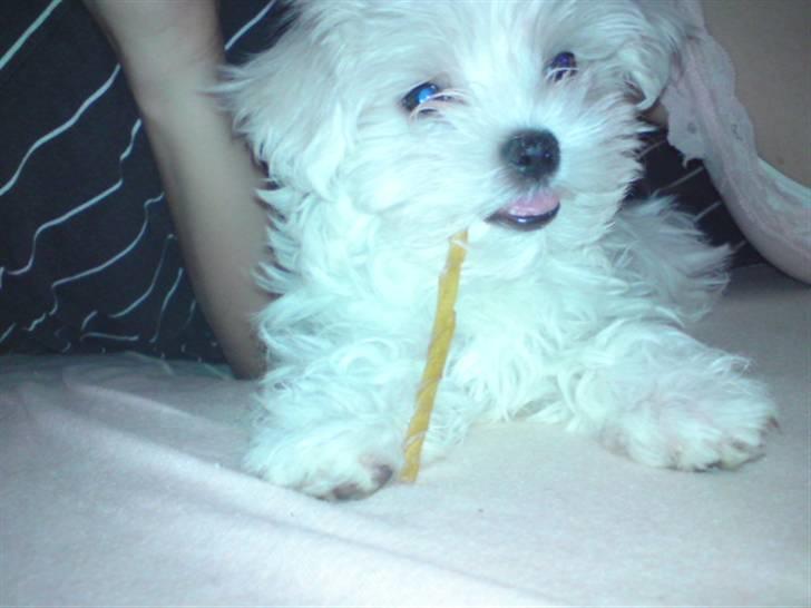 Malteser Molly billede 5