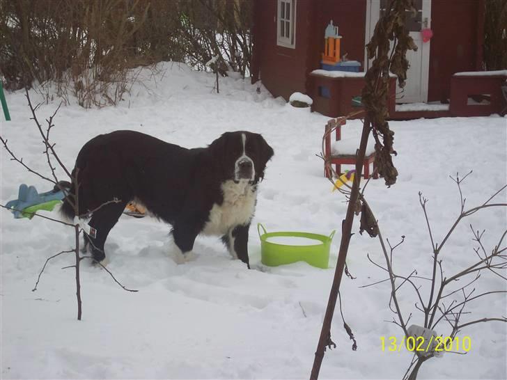 Blanding af racer <3HERCULES<3 billede 18