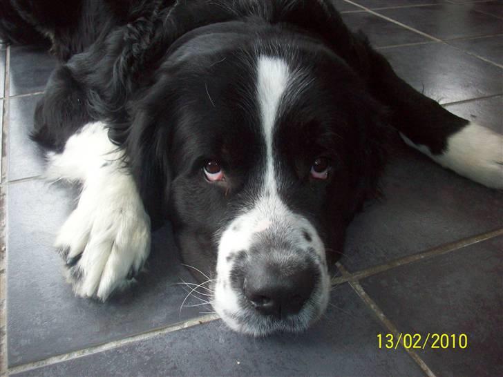 Blanding af racer <3HERCULES<3 billede 19