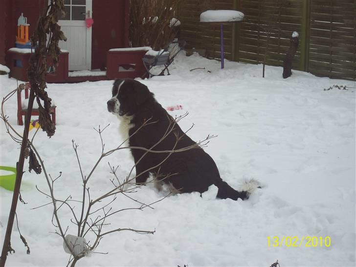 Blanding af racer <3HERCULES<3 billede 20