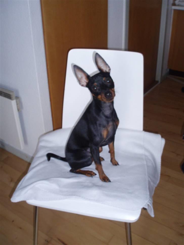 Dvaergpinscher Rødkildes Nickie - Februar 2010 billede 2