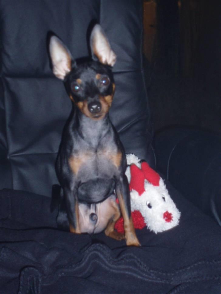Dvaergpinscher Rødkildes Nickie - Januar 2010 billede 3