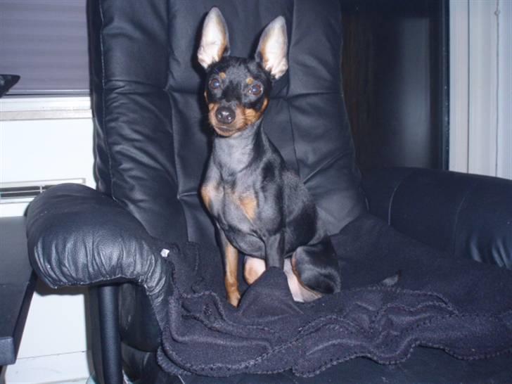 Dvaergpinscher Rødkildes Nickie - Januar 2010 billede 4