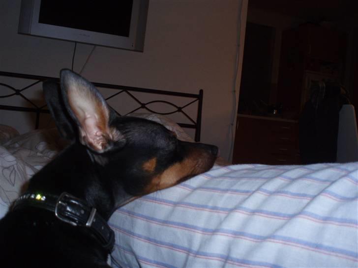 Dvaergpinscher Rødkildes Nickie - December 2009 billede 5