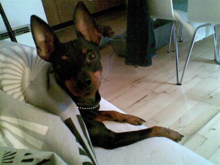 Dvaergpinscher Rødkildes Nickie - November 2009 billede 6