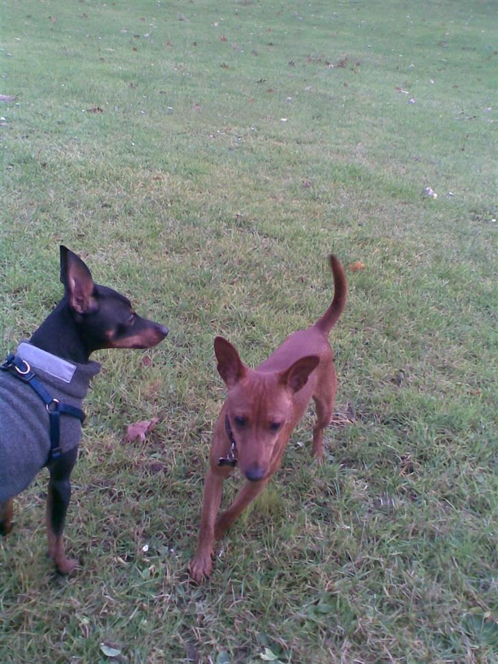 Dvaergpinscher Rødkildes Nickie - Oktober 2009 billede 7