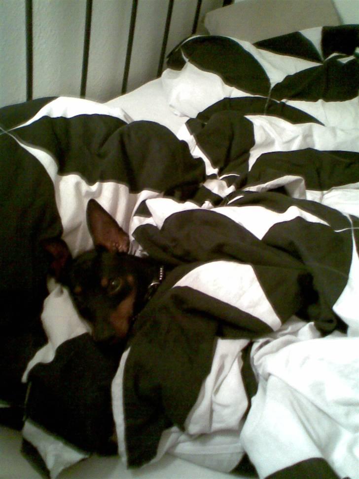 Dvaergpinscher Rødkildes Nickie - September 2009 billede 8