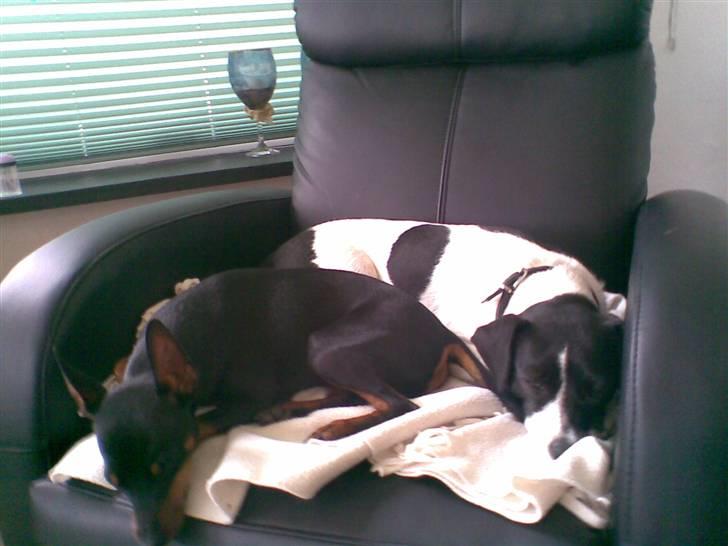 Dvaergpinscher Rødkildes Nickie - August 2009 billede 9