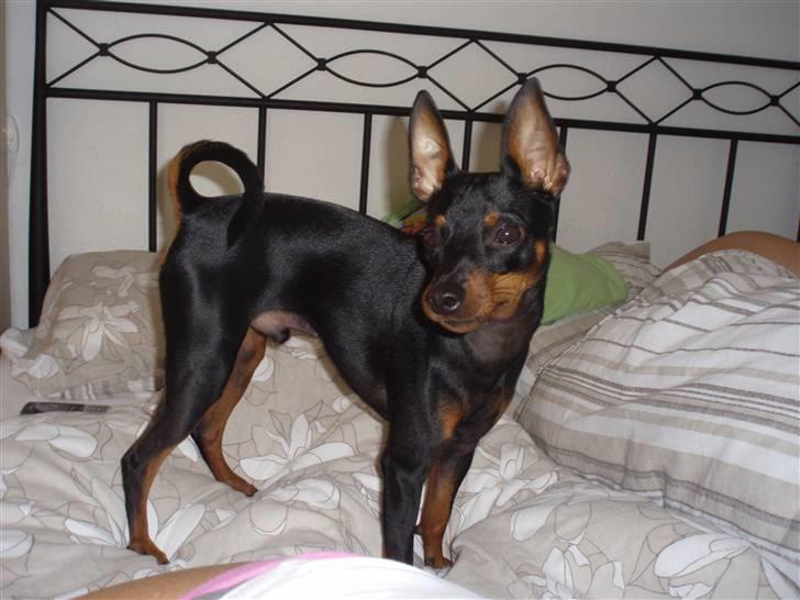 Dvaergpinscher Rødkildes Nickie - Juli 2009 billede 10