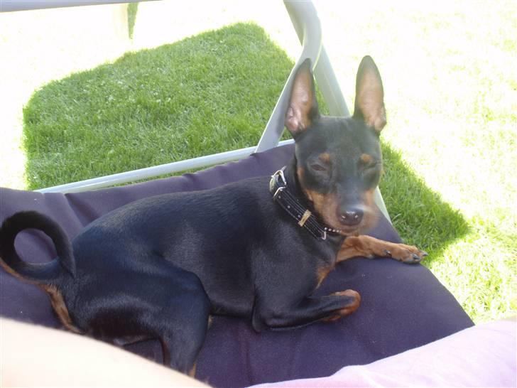 Dvaergpinscher Rødkildes Nickie - Juni 2009 billede 11