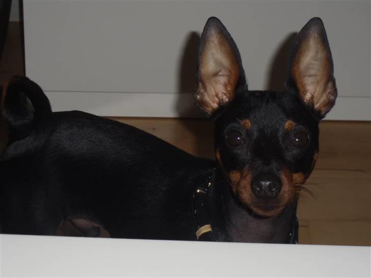 Dvaergpinscher Rødkildes Nickie - Juni 2009 billede 12
