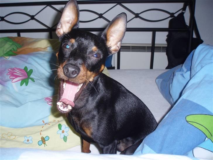 Dvaergpinscher Rødkildes Nickie - Juni 2009 billede 13