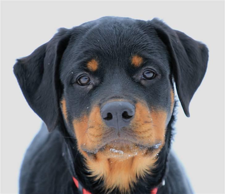 Rottweiler Haiki's Bacille * Død* billede 9