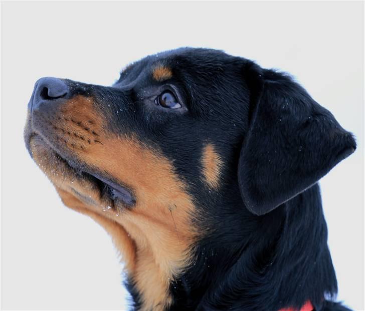 Rottweiler Haiki's Bacille * Død* billede 10