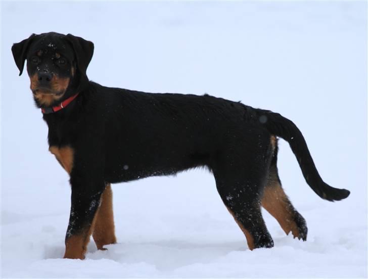 Rottweiler Haiki's Bacille * Død* billede 11