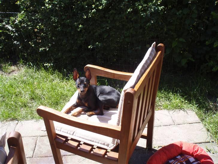Dvaergpinscher Rødkildes Nickie - Juni 2009 billede 14