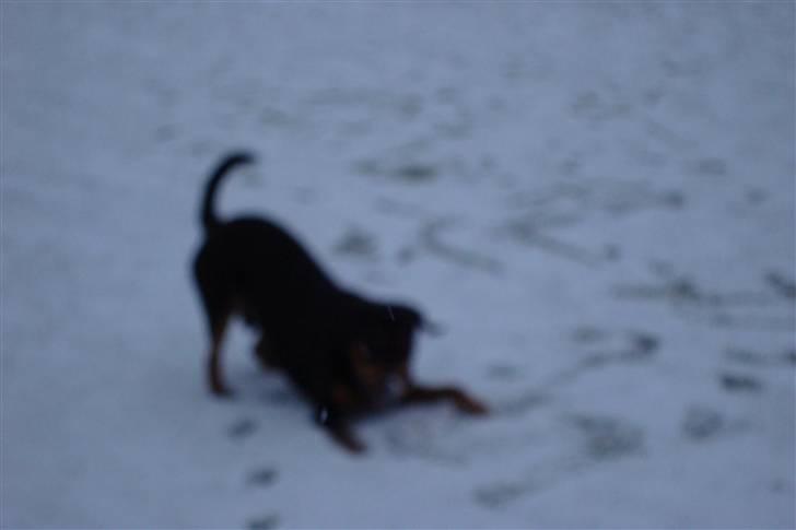 Blanding af racer Samson billede 19