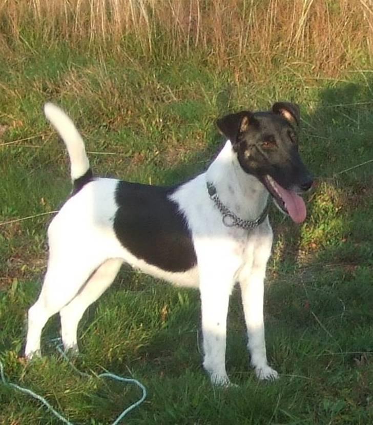 Glathåret foxterrier 0g jema-Spot Engpiber billede 1