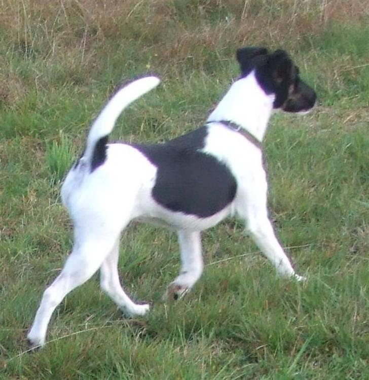 Glathåret foxterrier 0g jema-Spot Engpiber billede 2