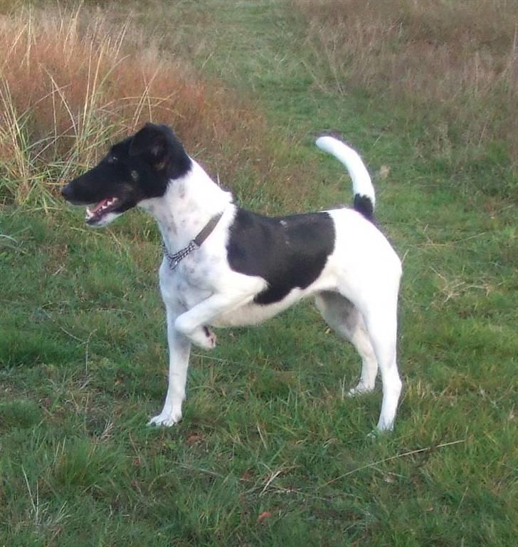 Glathåret foxterrier 0g jema-Spot Engpiber billede 4