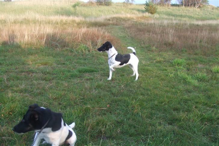 Glathåret foxterrier 0g jema-Spot Engpiber billede 5