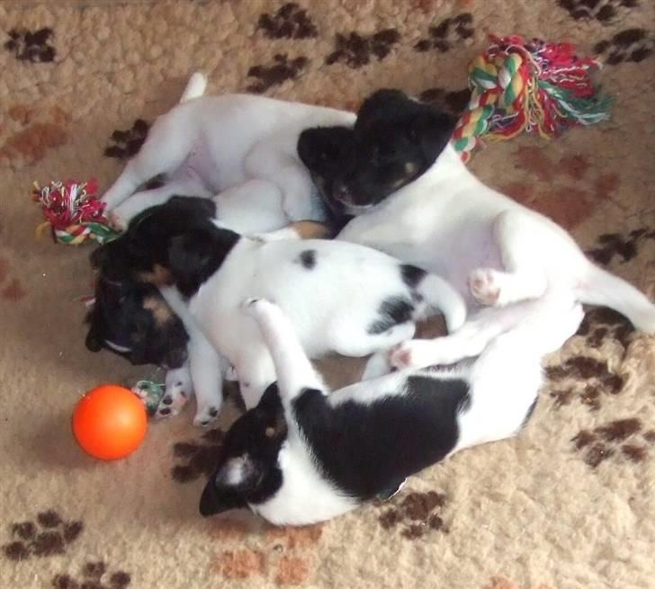 Glathåret foxterrier 0g jema-Spot Engpiber billede 6