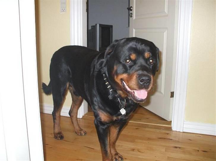 Rottweiler Shaggy billede 9