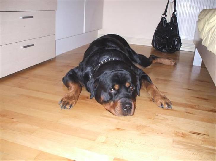 Rottweiler Shaggy billede 10