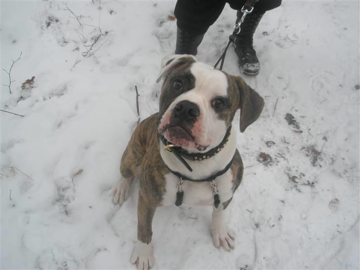 Amerikansk bulldog Hubert billede 10