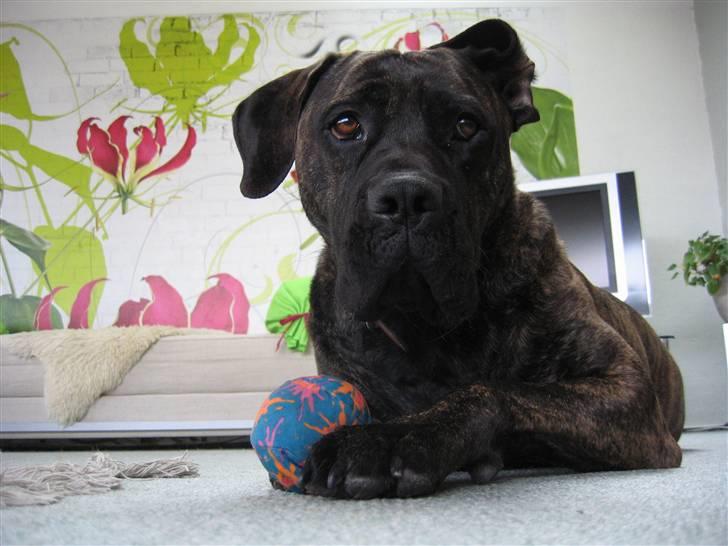 Boerboel Kiwi **SOLGT** billede 1