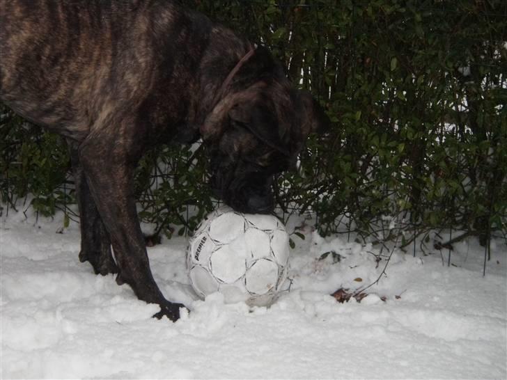 Boerboel Kiwi **SOLGT** billede 2