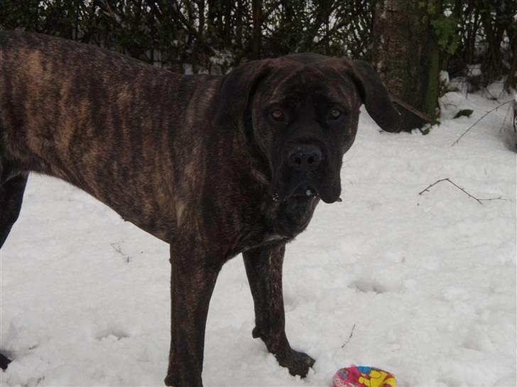 Boerboel Kiwi **SOLGT** billede 3