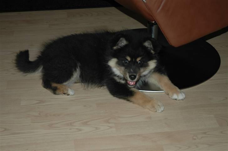 Finsk lapphund Ilo - Jeg er klar til at lege lige nu billede 3