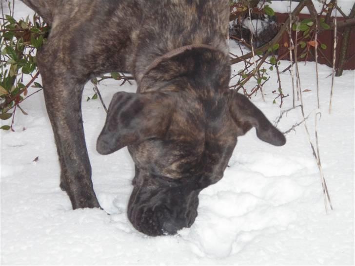 Boerboel Kiwi **SOLGT** billede 4