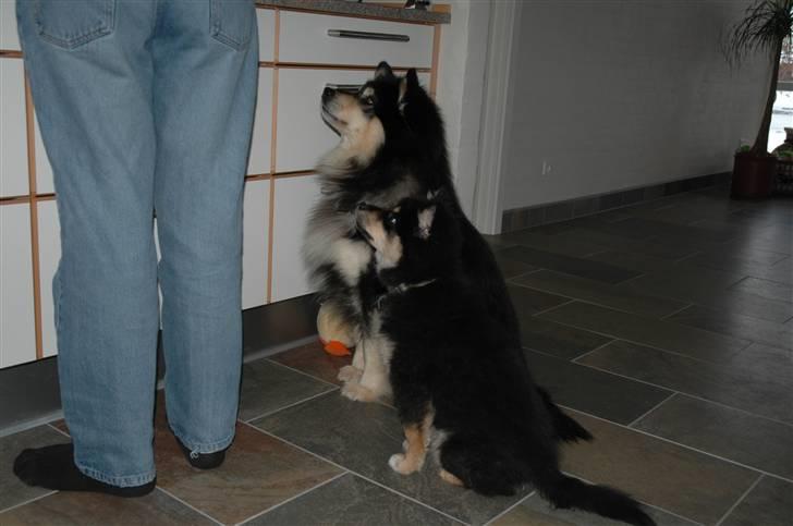 Finsk lapphund Ilo - Ilo sidder med sin bedstefar Caius og håber på en godbid. billede 4