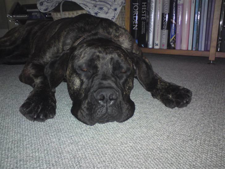 Boerboel Kiwi **SOLGT** billede 5